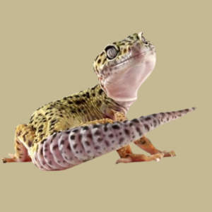 Gecko - custom design