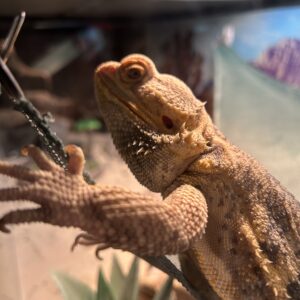 Bearded Dragon terrarium - Sandy