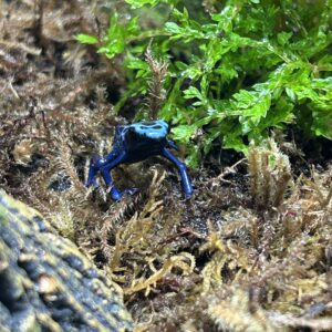 Ground dwelling frog bio-active terrarium- rainforest