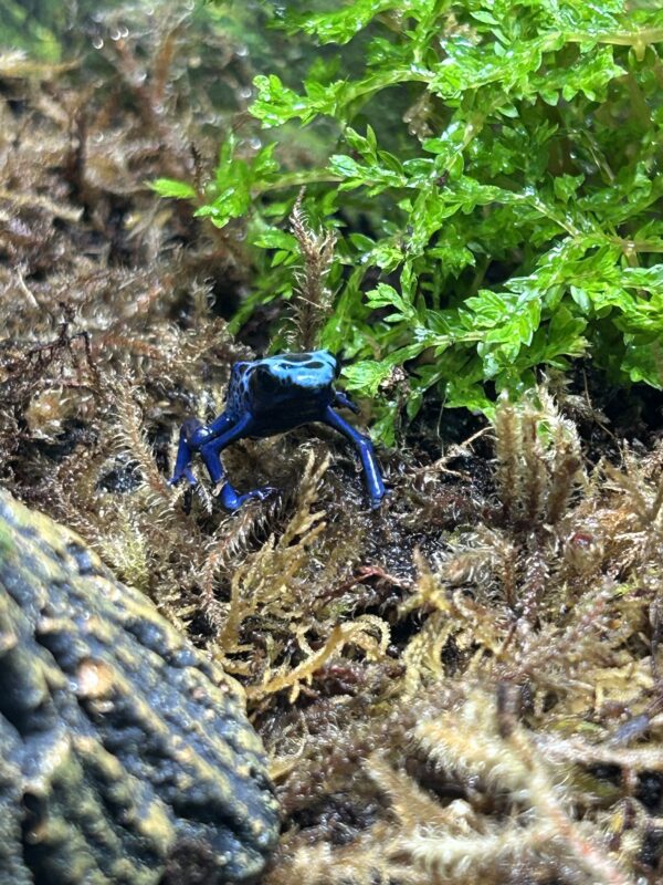 Ground dwelling frog bio-active terrarium- rainforest