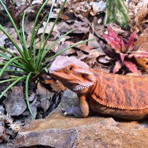 Bearded Dragon terrarium - Desert