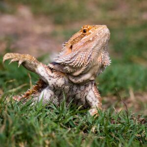 Bearded Dragon terrarium - Forest