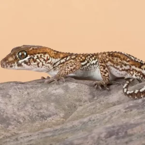 Gecko - Desert