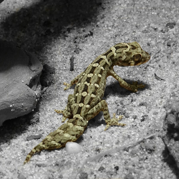Gecko Terrarium - Rocky