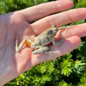 Vertical climbing frog tank - bio-active, small, custom design