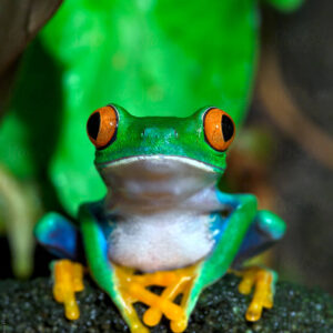 Climbing frog vertical terrarium - custom design, bio-active, large