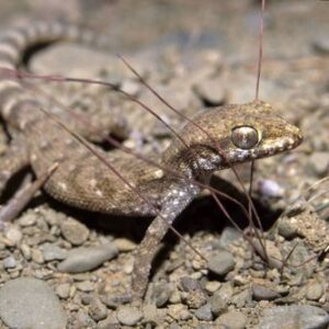 Gecko Terrarium - Desert sand