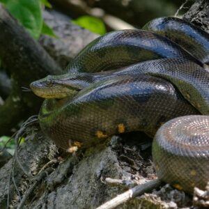 Snake terrarium - forest