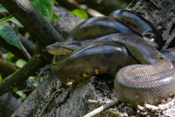 Snake terrarium - forest
